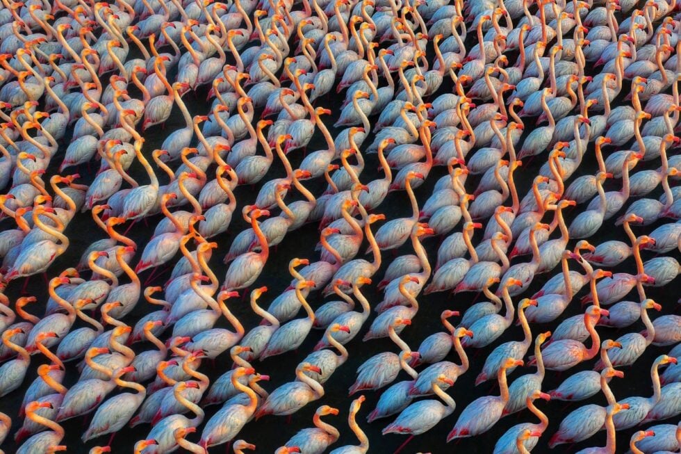 Los flamencos duermen juntos por la noche para mayor seguridad y permanecen juntos durante el día, protegiéndose así unos a otros. En esta multitud de cuerpos destacan los matices coloridos del plumaje y los reflejos de la luz como ha captado Mehdi Mohebipour para obtener el primer puesto en la categoría de Vida salvaje.