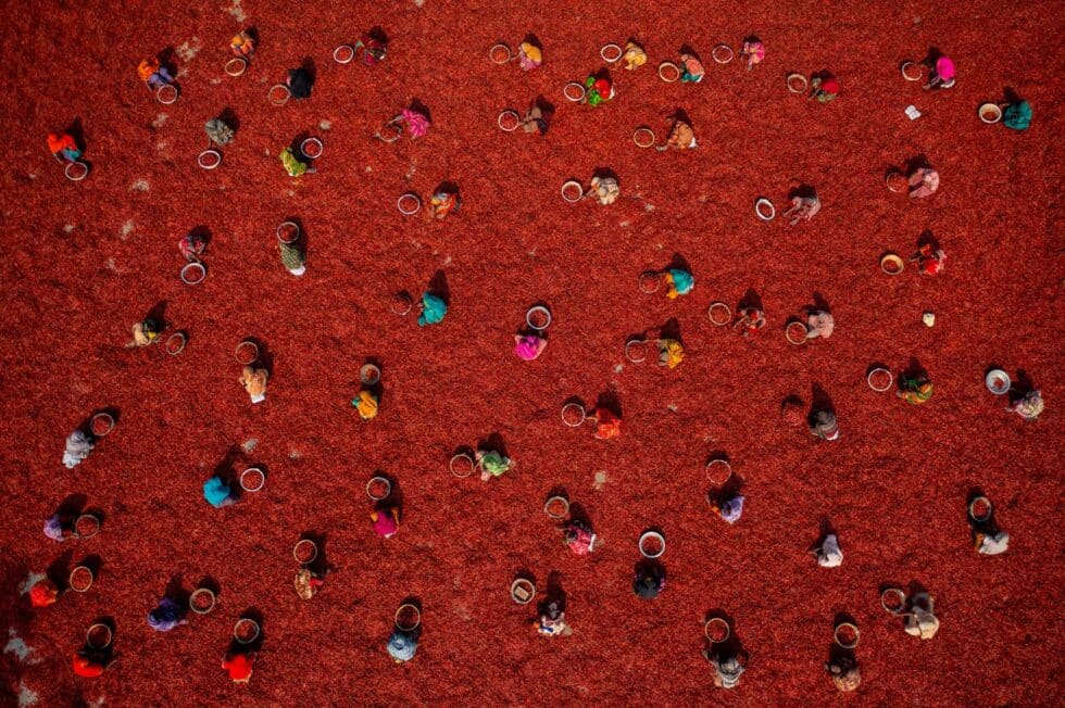 El Chile rojo es un ingrediente omnipresente en la cocina popular bengalí. La foto está tomada Bogura (Bangladesh) donde fueron capturadas las recolectoras entre un mar de chile.