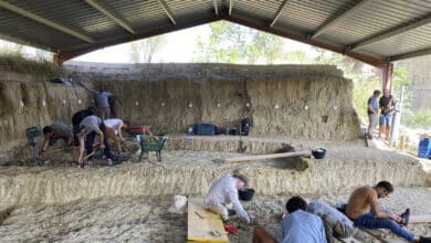 Encuentran restos de mamut y de un tigre de dientes de sable en Tarragona