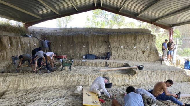 Hallan restos de mamut y de un tigre de dientes de sable en La Canonja