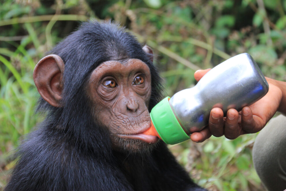 Chimpancé.