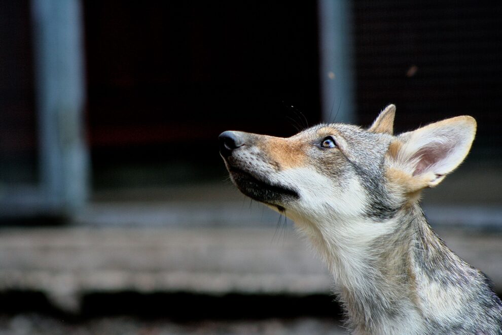 lobo 