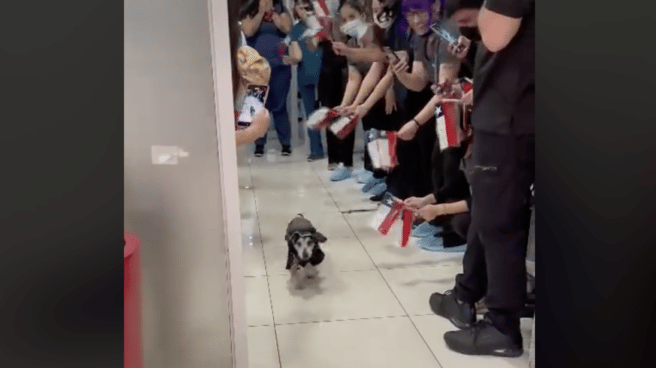 Un perro recibe un homenaje por sus veterinarios tras salir de la UCI después de 22 días ingresado Perro saliendo de la UCI de una clínica veterinaria