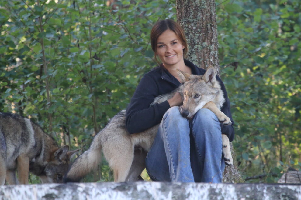 Christina Hansen con uno de los lobos de su investigación.