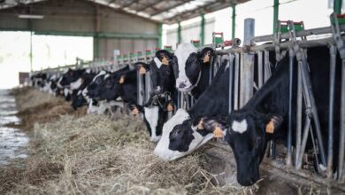 Las grandes cadenas de supermercados, abocadas a pagar más por la leche