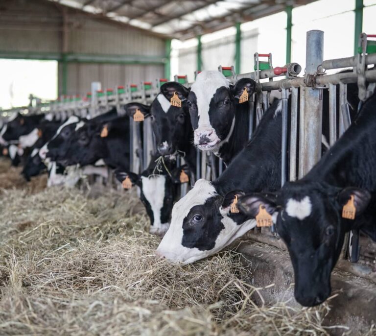 El consumo de leche fresca crece frente a la de tetrabrik en plena escalada de precios