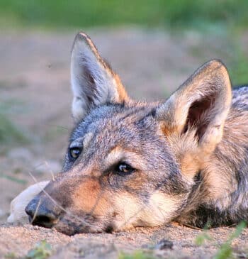 Los lobos muestran apego hacia los humanos como los perros