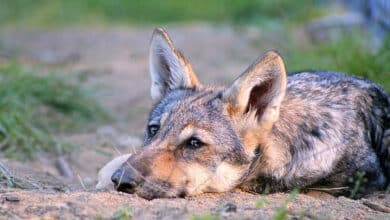 Los lobos muestran apego hacia los humanos como los perros