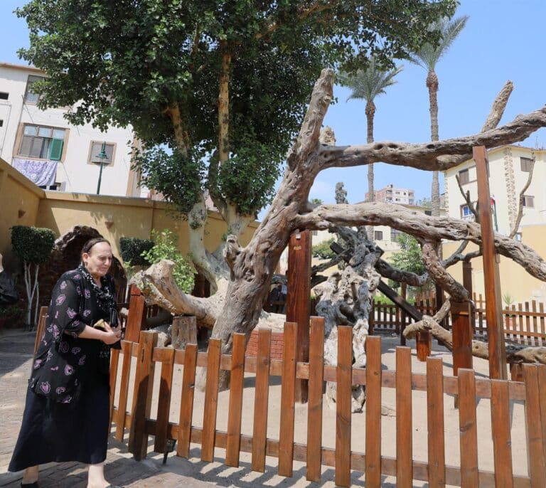 La higuera bajo la que la Virgen María bañó a Jesús, el nuevo destino turístico de Egipto