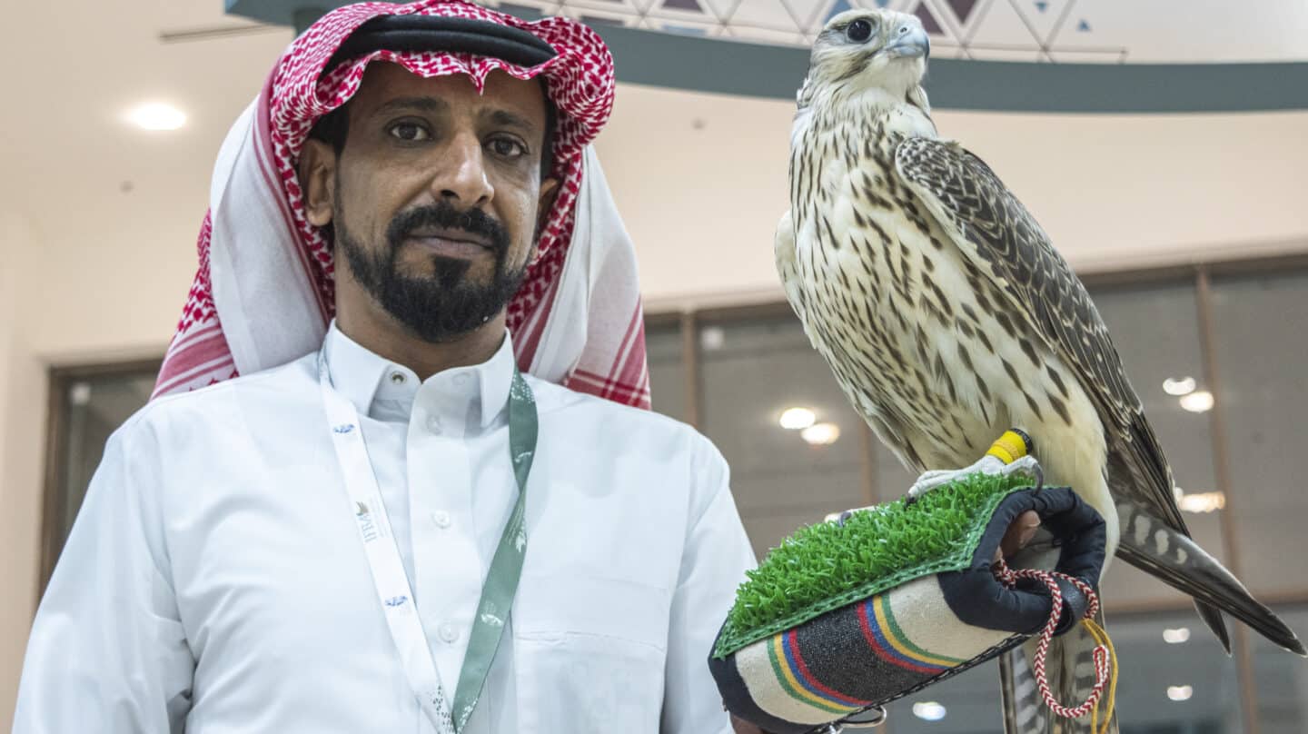 Fiebre saudí por los halcones españoles: carreras y concursos de belleza millonarios