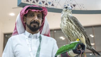 Fiebre saudí por los halcones españoles: carreras y concursos de belleza millonarios