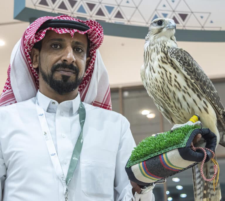 Fiebre saudí por los halcones españoles: carreras y concursos de belleza millonarios