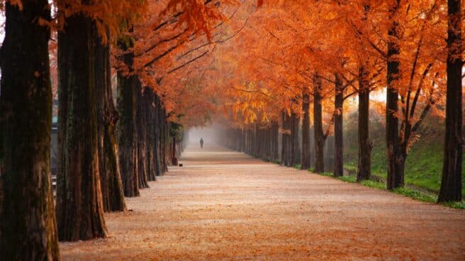 Bosque de Corea del Sur en pleno otoño