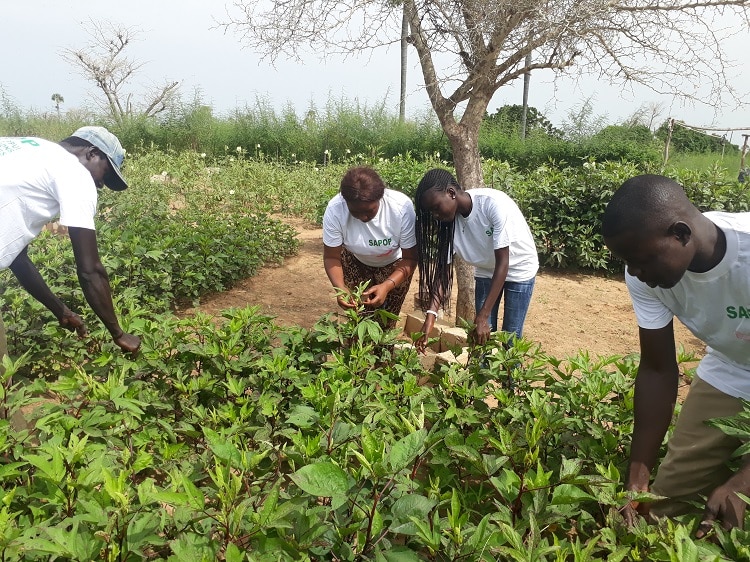 La granja-escuela de Fimela, en Senegal, es uno de los 34 proyectos que apoya Santander BEST África, que aúna emprendimiento, igualdad y sostenibilidad.