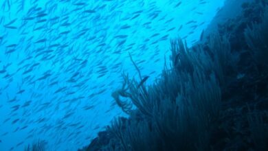 Carlos Duarte, oceanógrafo: "Con esfuerzo, la salud de los océanos podría recuperarse en 30 años"