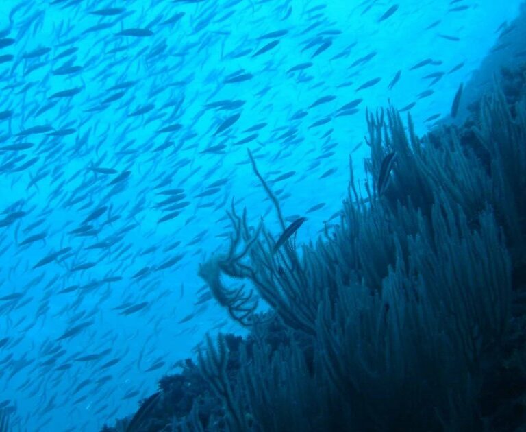 Carlos Duarte, oceanógrafo: "Con esfuerzo, la salud de los océanos podría recuperarse en 30 años"