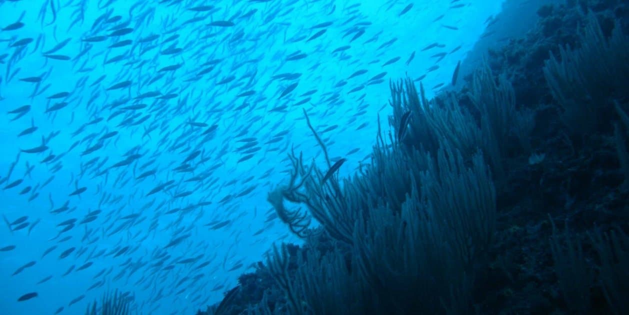 Carlos Duarte, oceanógrafo: "Con esfuerzo, la salud de los océanos podría recuperarse en 30 años"