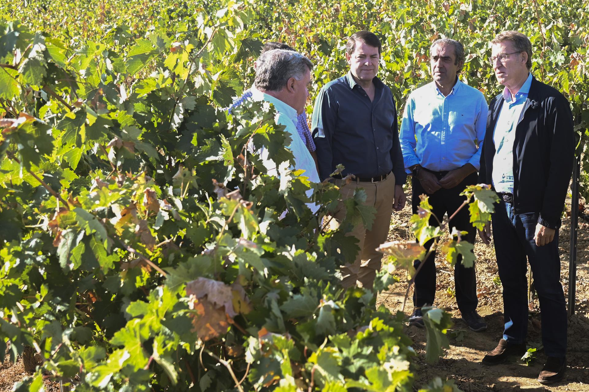 El presidente del PP, Alberto Núñez Feijóo, en un viñedo en Roa de Duero.