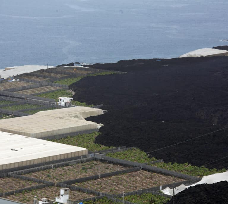 Plataneras sobre el malpaís, esperanza para Los Llanos en el aniversario del volcán de La Palma