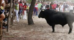 La Fiscalía no se opone a la celebración del Toro de la Vega, en la que no ve indicios de delito