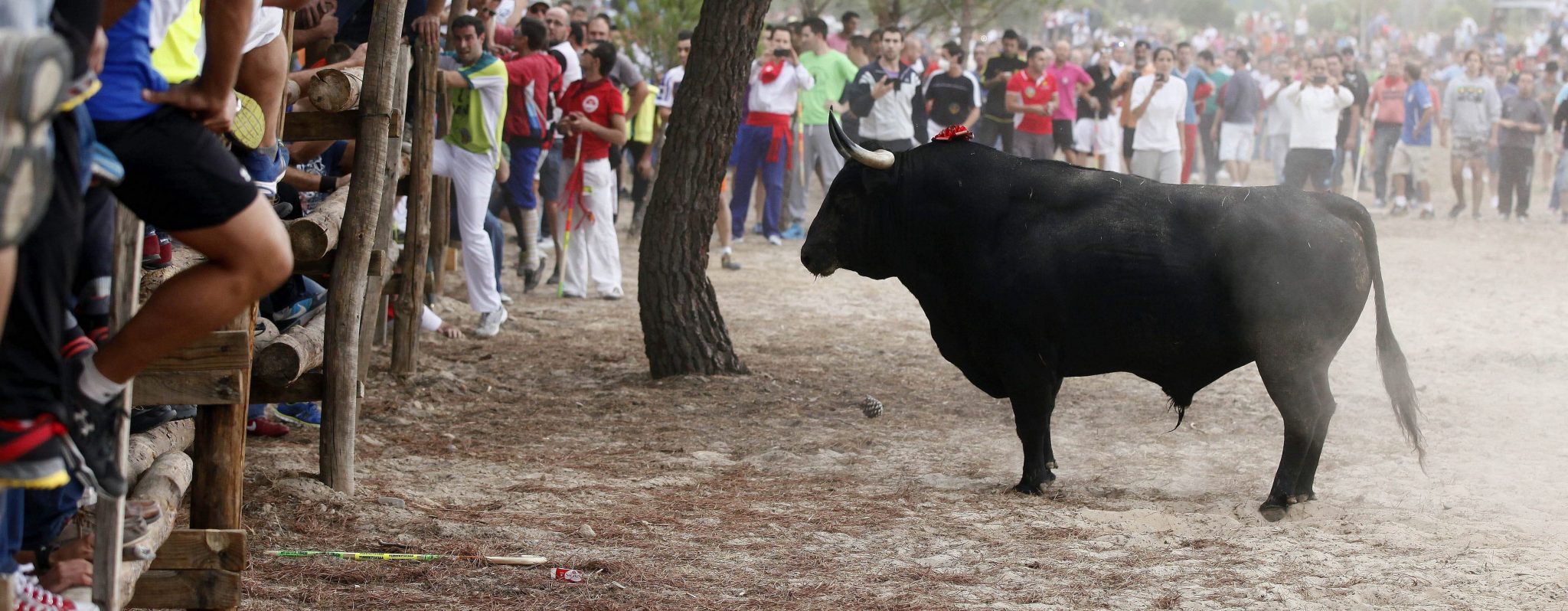 La Fiscalía no se opone a la celebración del Toro de la Vega, en la que no ve indicios de delito