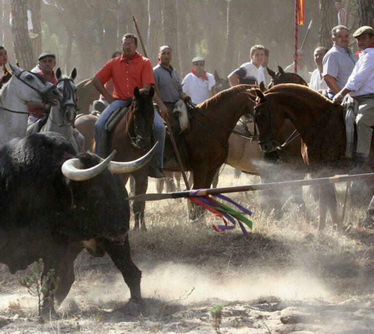 La justicia admite el recurso de PACMA y frena cautelarmente la muerte del Toro de la Vega