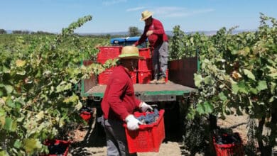 Añada de calor extremo: alerta en el vino español por el cambio climático