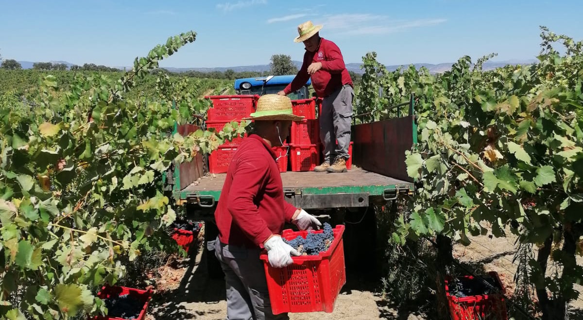 jornaleros recogen uva en la vendimia de 2022