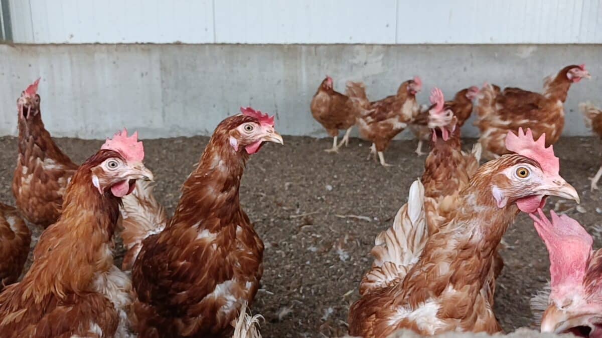 Gallinas en la granja de Rujamar de Saelices (Cuenca).