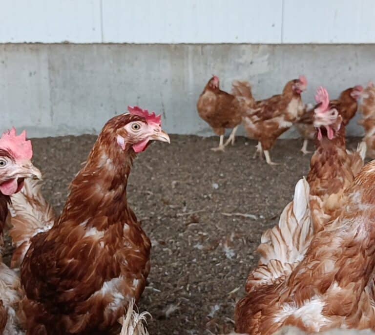 Huevos con 'blockchain': la revolución tecnológica de una granja en mitad de Cuenca