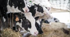 Condenan a un ganadero por inocular una bacteria a sus vacas para cobrar la indemnización por el sacrificio