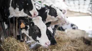 La caída de la producción de leche abre una 'guerra' por el suministro