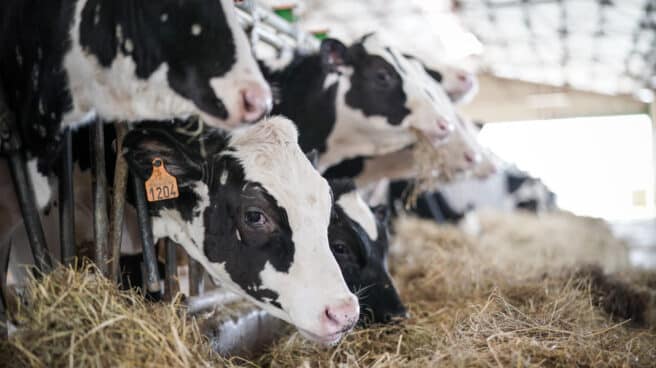 Vacas lecheras pastan en la granja Lacturale.