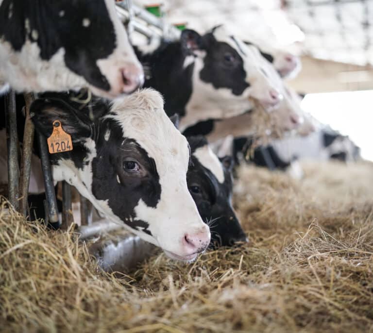 La caída de la producción de leche abre una 'guerra' por el suministro