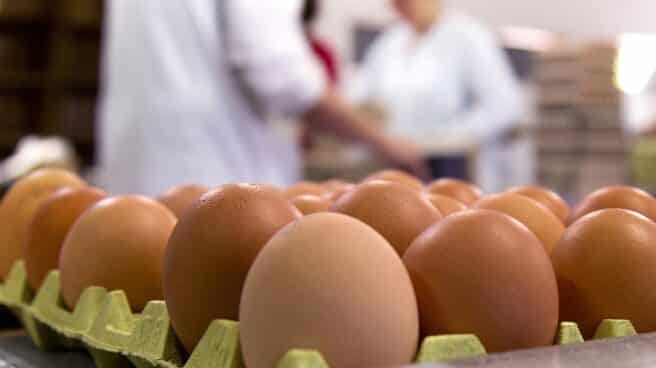 Un cartón de huevos. Un cartón de huevos.