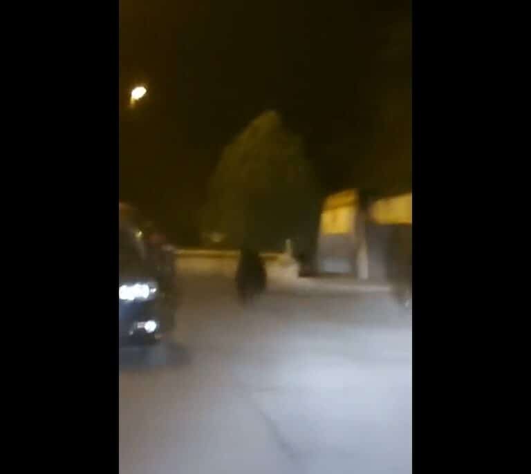 Un oso recorre las calles del centro de Ponferrada
