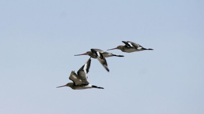 Vuelo de agujas.