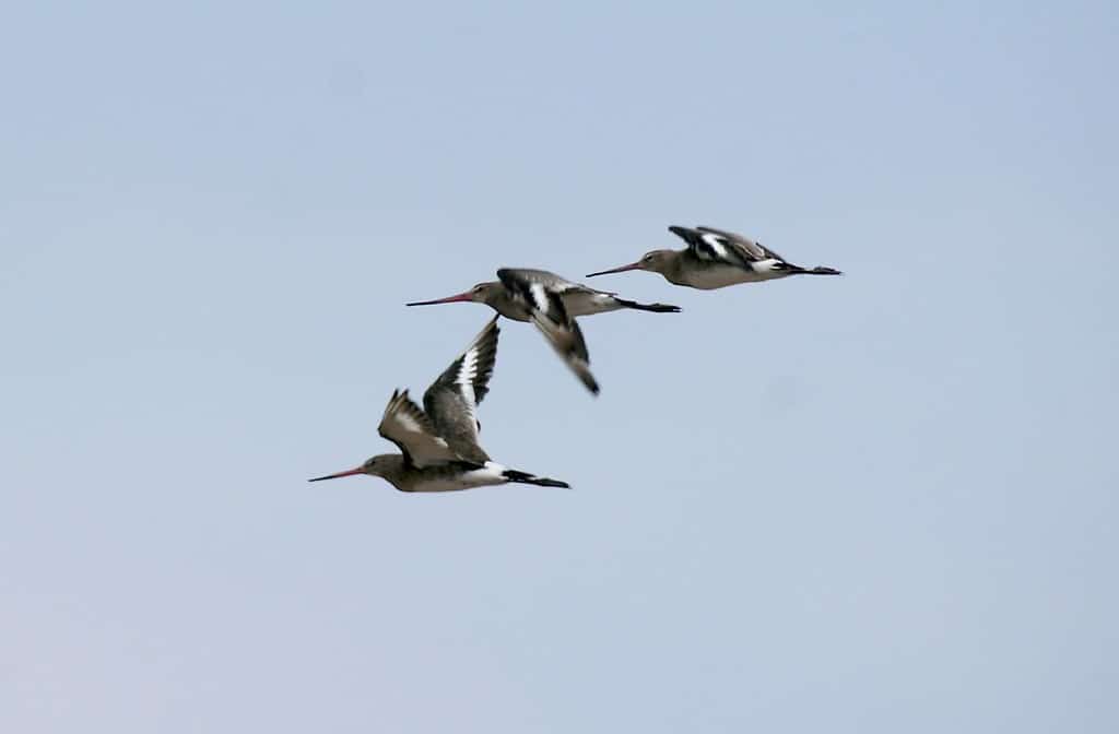 Vuelo de agujas.