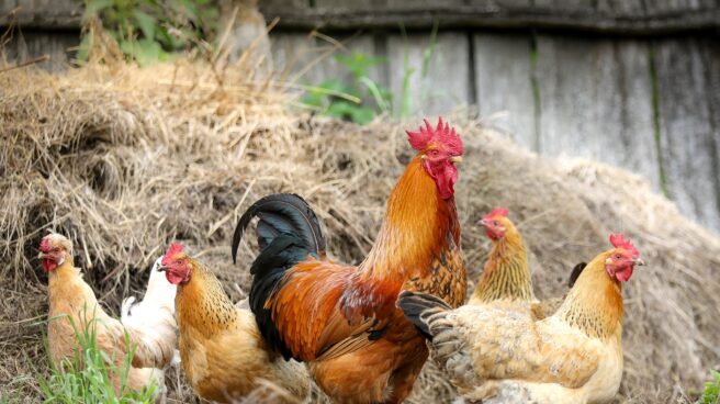 Detectan en Guadalajara el primer caso de gripe aviar en humanos de España Gallinas en un corral