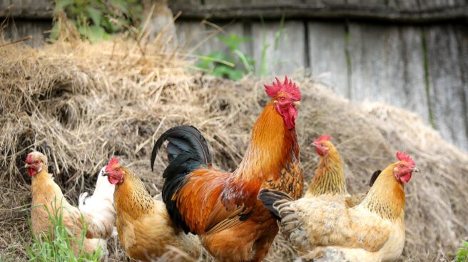 Gallinas en un corral