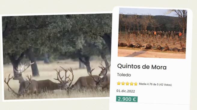 ciervos-centro-quintos-mora