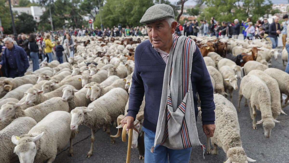 Las ovejas toman el centro de Madrid en la XXIX Fiesta de la Trashumancia