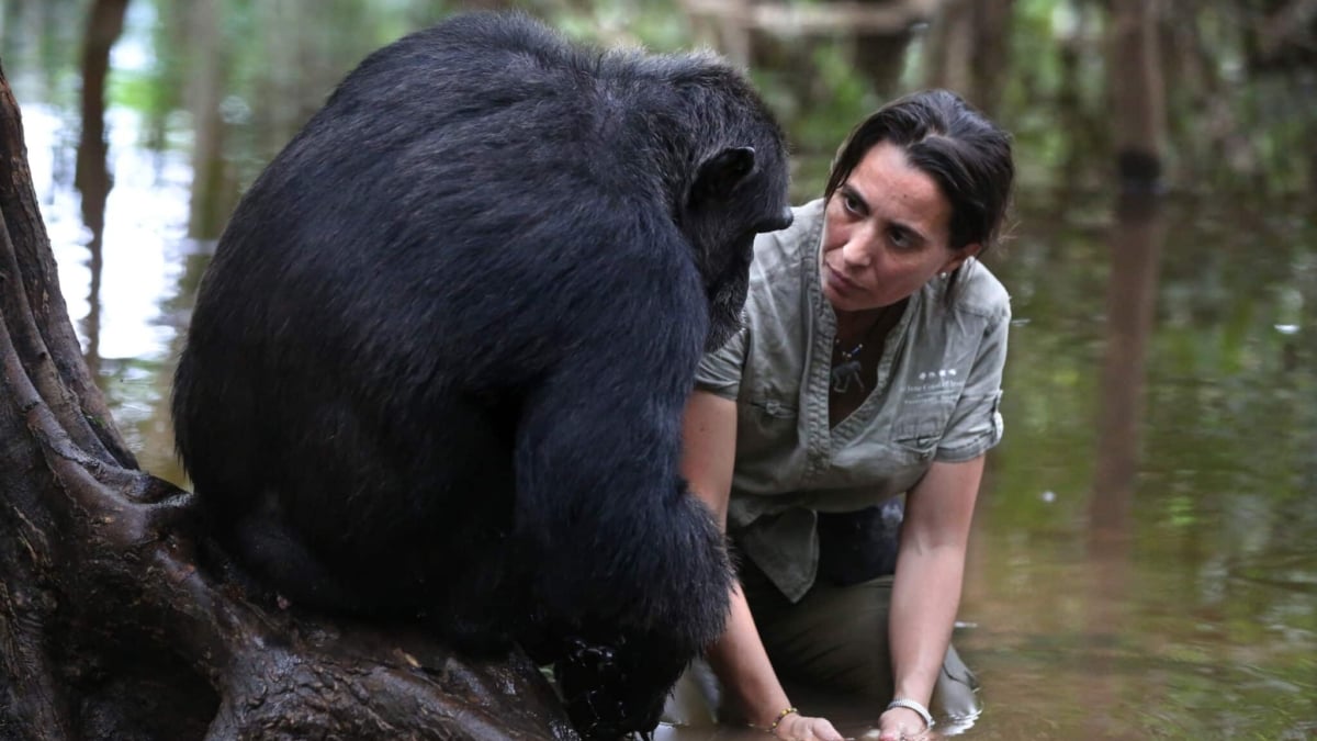 El legado de Jane Goodall, en manos de la gallega Rebeca Atencia
