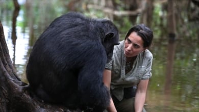 El legado de Jane Goodall, en manos de la gallega Rebeca Atencia