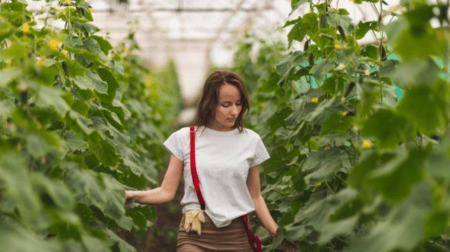 'Fondo Agro Smart' del Santander, un motor para el crecimiento sostenible del sector agroalimentario. Santander abre una vía de financiación para las empresas agroalimentarias que quieren ampliar sus inversiones y acometer nuevos proyectos