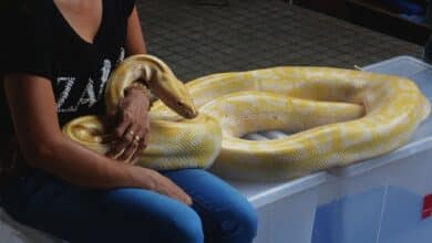 Una pitón de siete metros engulle a una mujer y sus vecinos encuentran su cadáver en el estómago del animal