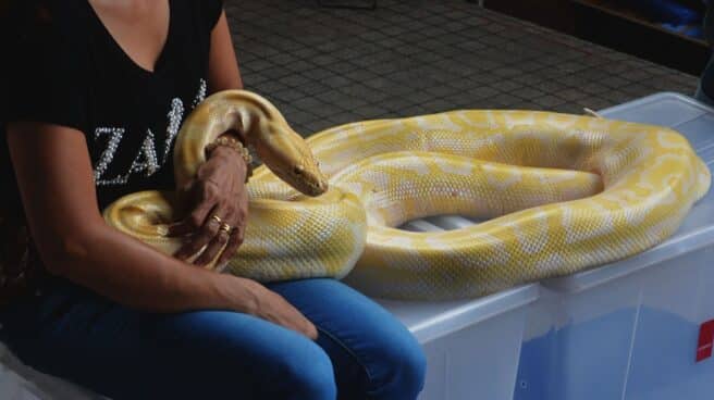 Serpiente pitón amarilla en brazos de una mujer
