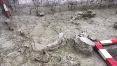Encuentran restos de elefantes de más de 12.000 años de antigüedad en Chile