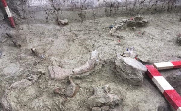 Acumulación de restos fósiles de gonfoterios descubiertos durante el proceso de excavación del yacimiento de Taguatagua