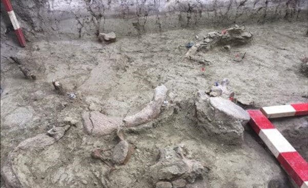 yacimiento-taguatagua Acumulación de restos fósiles de gonfoterios descubiertos durante el proceso de excavación del yacimiento de Taguatagua